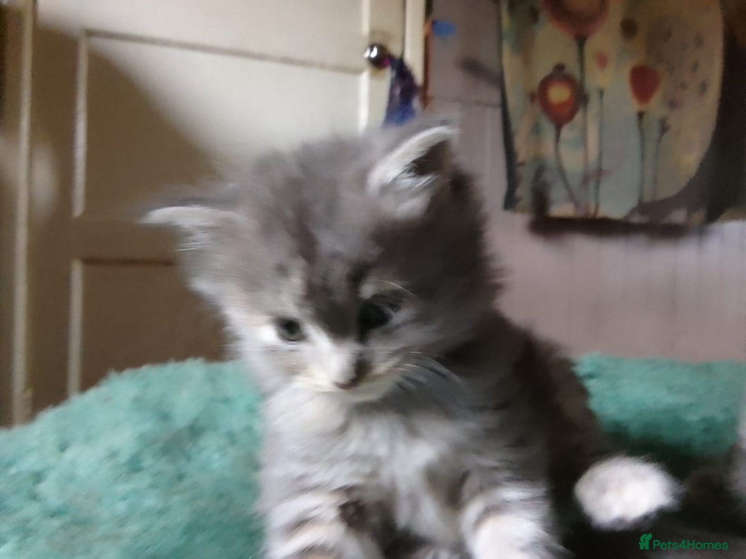 Mixed Breed cats for sale: AWESOME FLUFFY CHUNKY NORWEGIAN FOREST CAT X - Advert 30