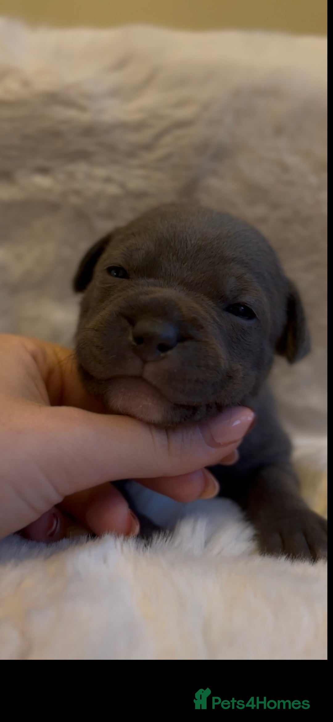 Staffordshire Bull Terrier dogs for sale: Beautiful Staffordshire Bull Terrier Puppies - Image 13