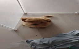 Maltipoo dogs for sale:  multipoo - Image 9