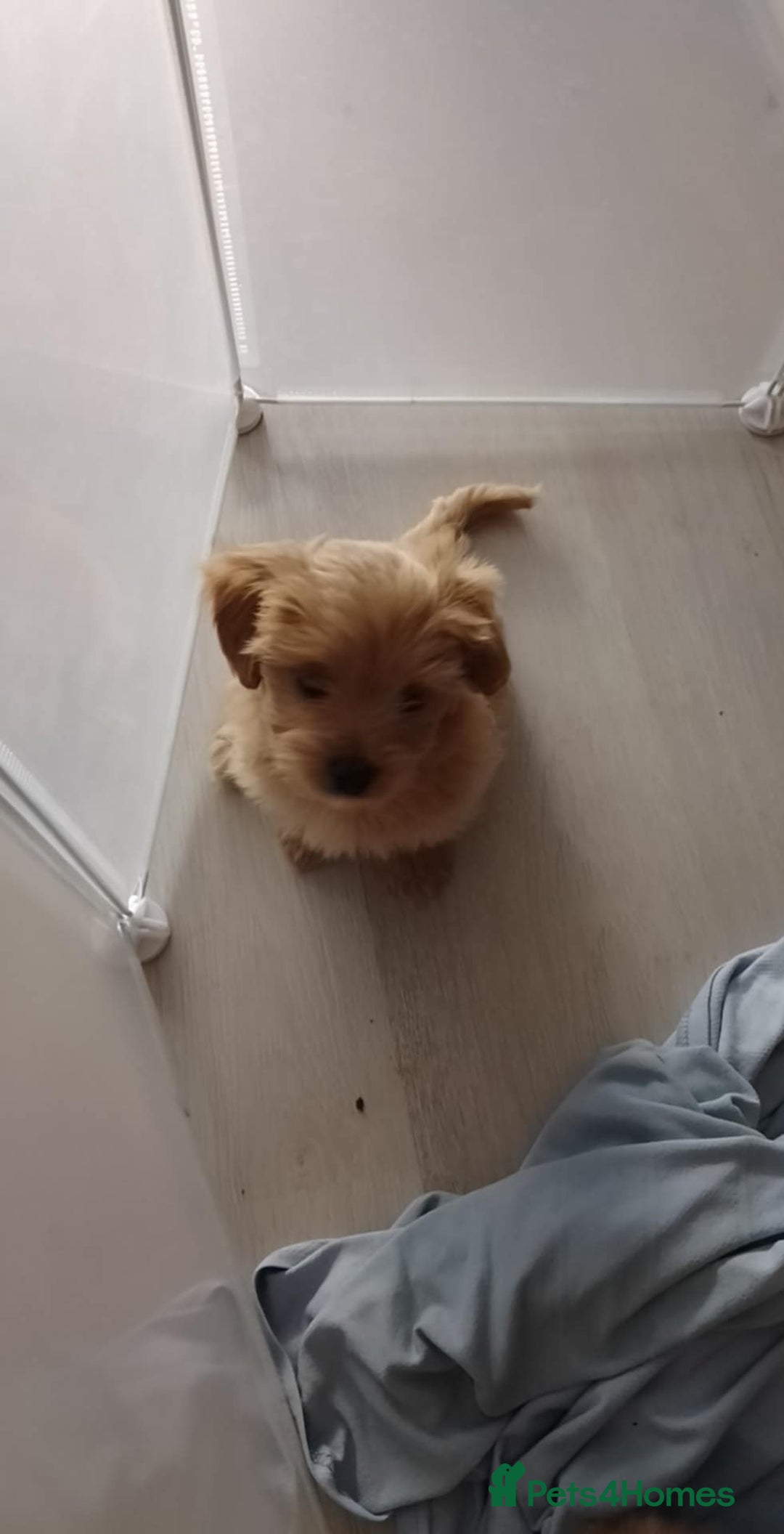 Maltipoo dogs for sale:  multipoo - Image 9