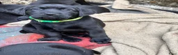 Labrador Retriever dogs for sale: Quality Black Labrador Girls - Advert 4