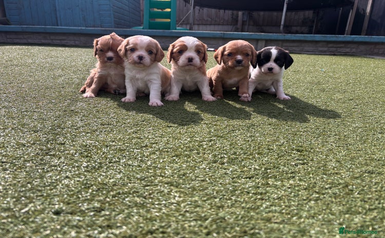 Cavalier King Charles Spaniel dogs - Advert 1