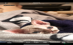 Devon Rex cats for sale: Beautiful Devon’s 1 boy 1 girl still available  - Image 5