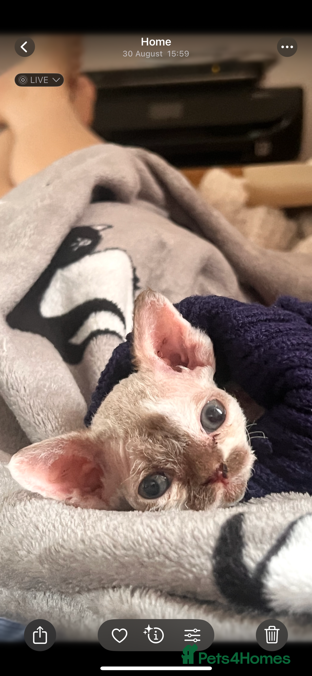 Devon Rex cats for sale: Beautiful Devon’s 1 boy 1 girl still available  - Image 5
