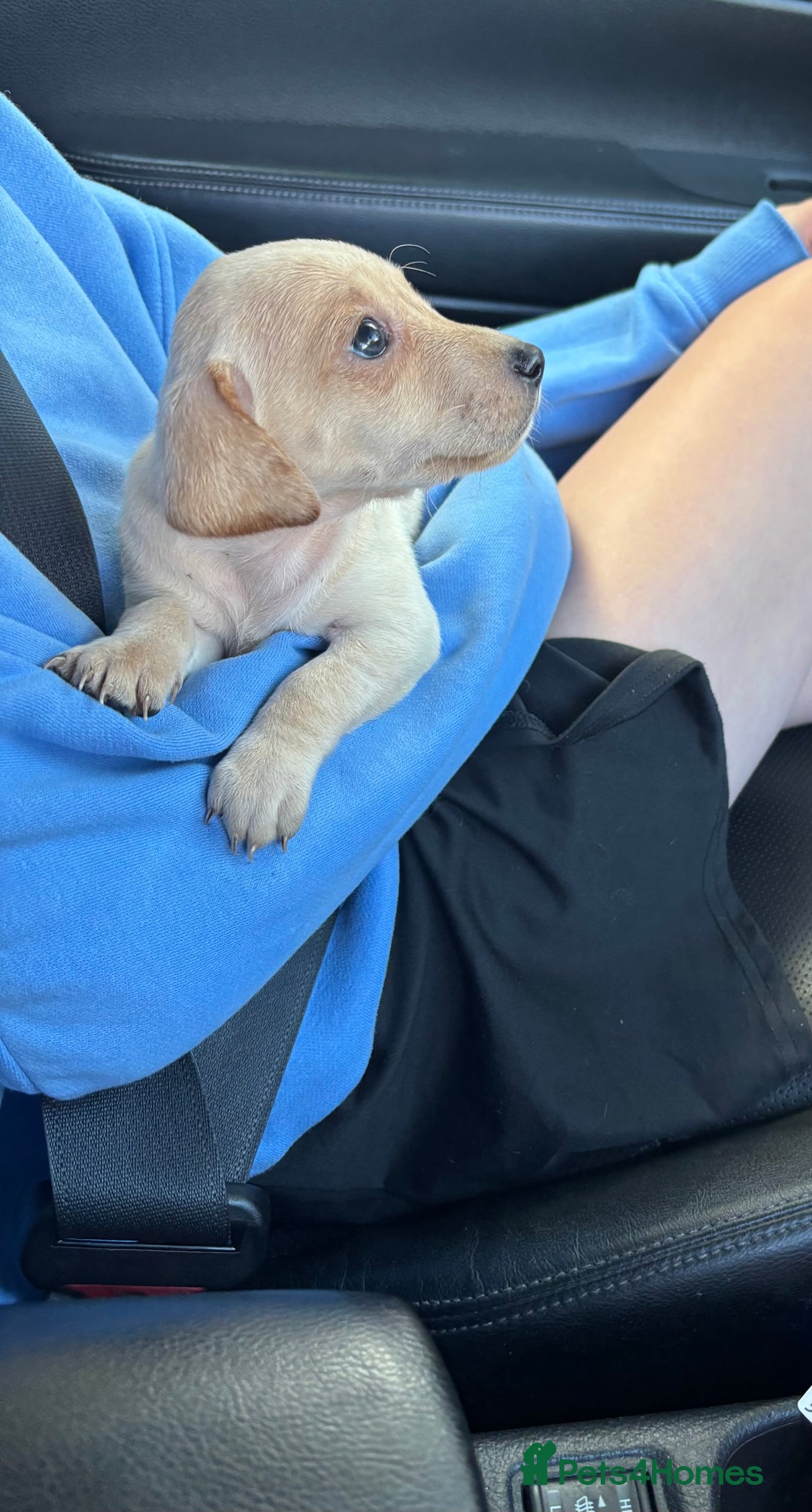 Miniature Dachshund dogs for sale: Female cream dachshund  - Image 3