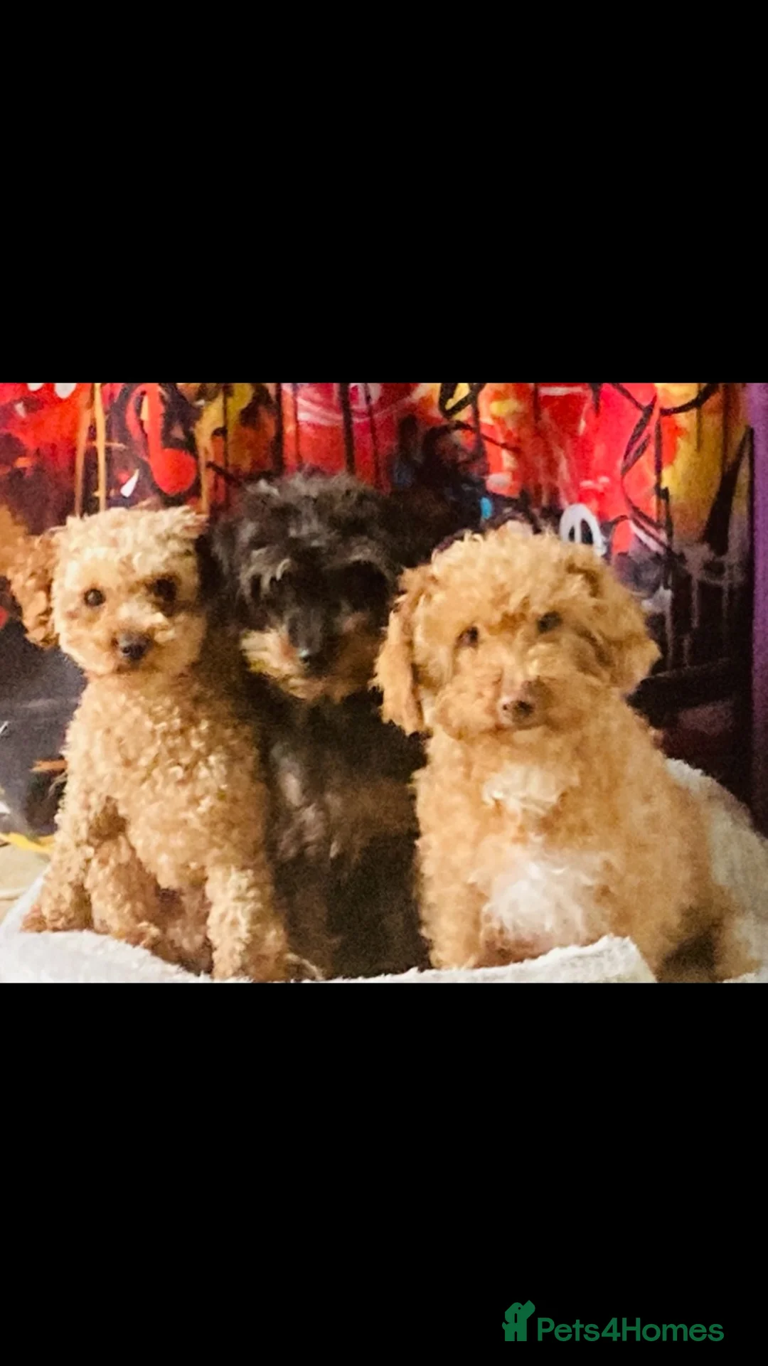Yorkiepoo dogs for sale: Yorkiepoo puppies  - Advert 14
