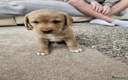 Springador dogs for sale: Labrador Puppies red/yellow health checked  - Image 3
