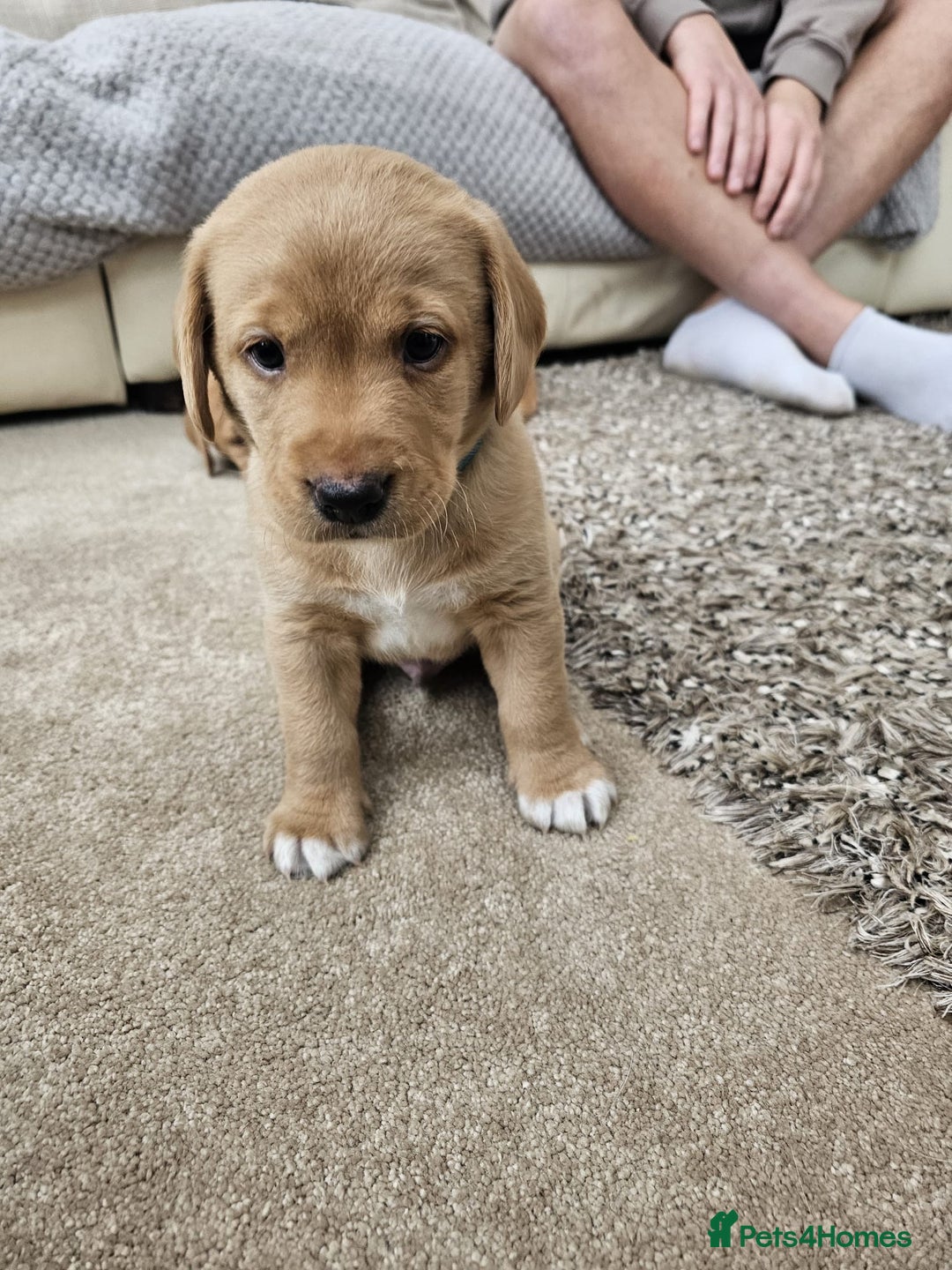Springador dogs for sale: Labrador Puppies red/yellow health checked  - Image 3