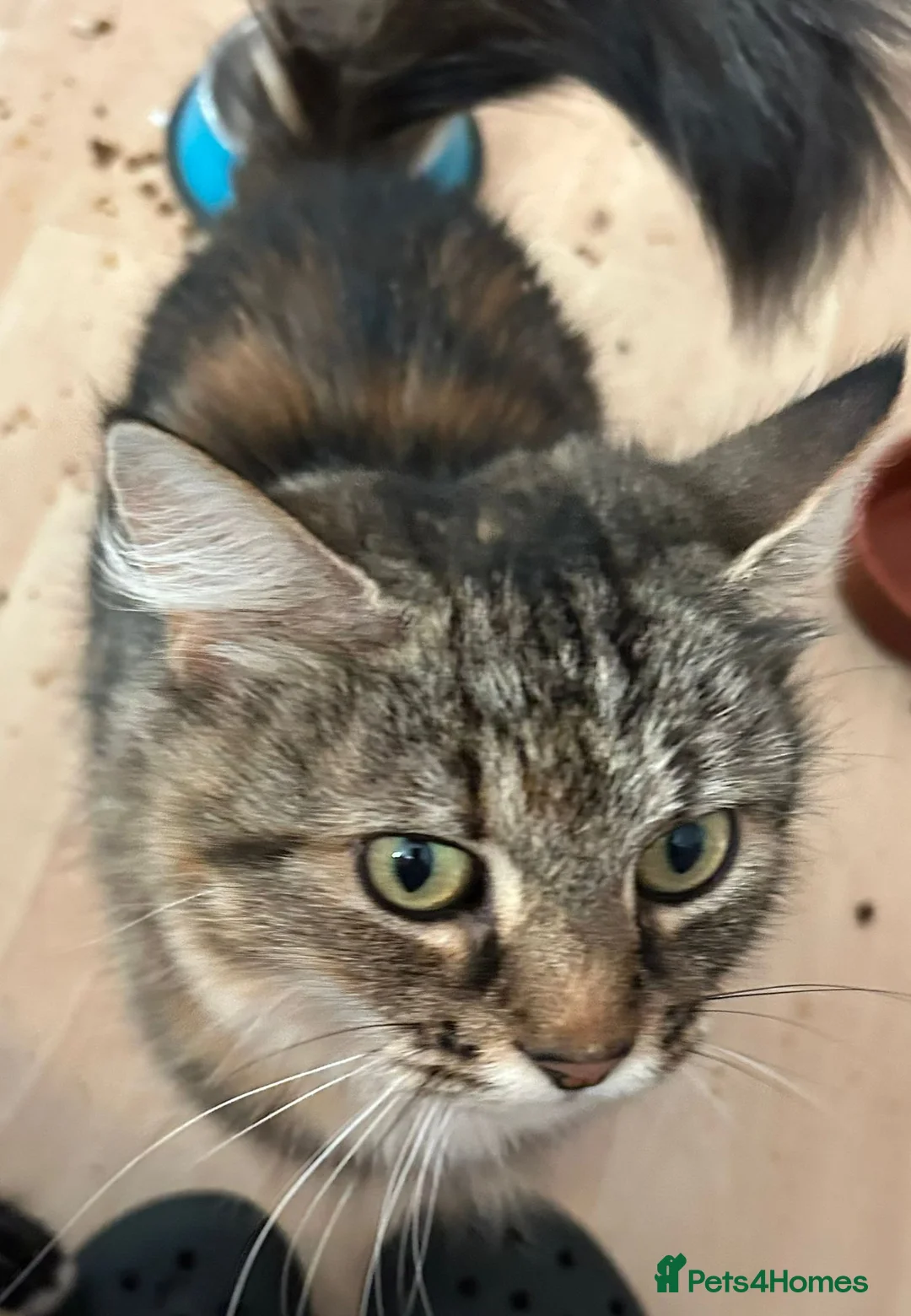 Domestic Shorthair cats for adoption: Adopt from Cats in Crisis East London - Advert 3