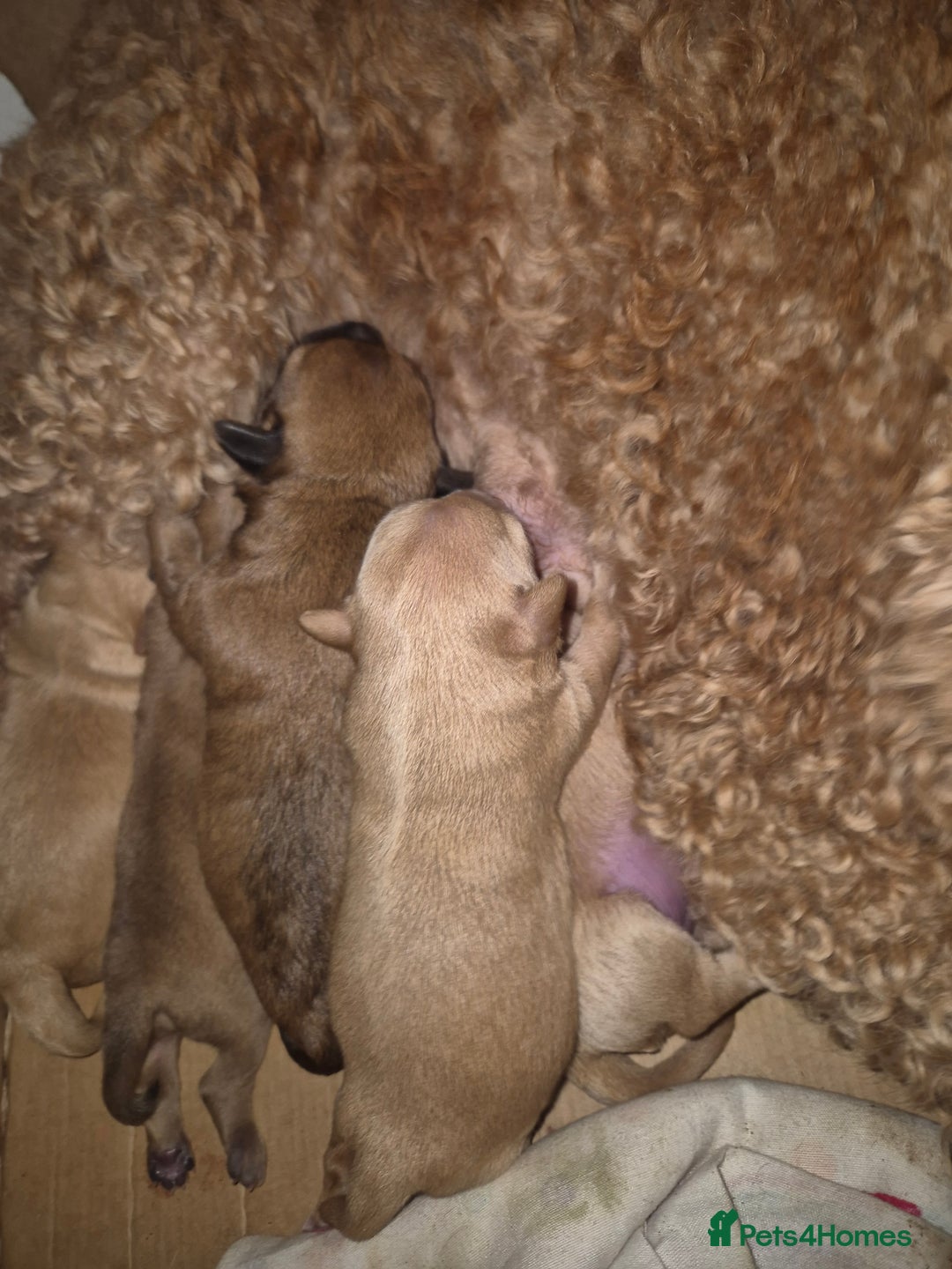 Chipoo dogs for sale: Beautiful chipoo puppys  - Advert 10