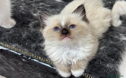 Ragdoll cats for sale: ACTIVE RAGDOLL KITTENS  in Manchester - Image 34
