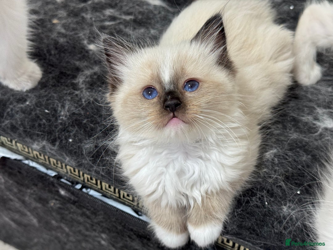 Ragdoll cats for sale: ACTIVE RAGDOLL KITTENS  in Manchester - Image 34