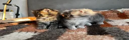 British Longhair cats for sale: GCCF & TICA Registered BLH Kittens - Advert 5
