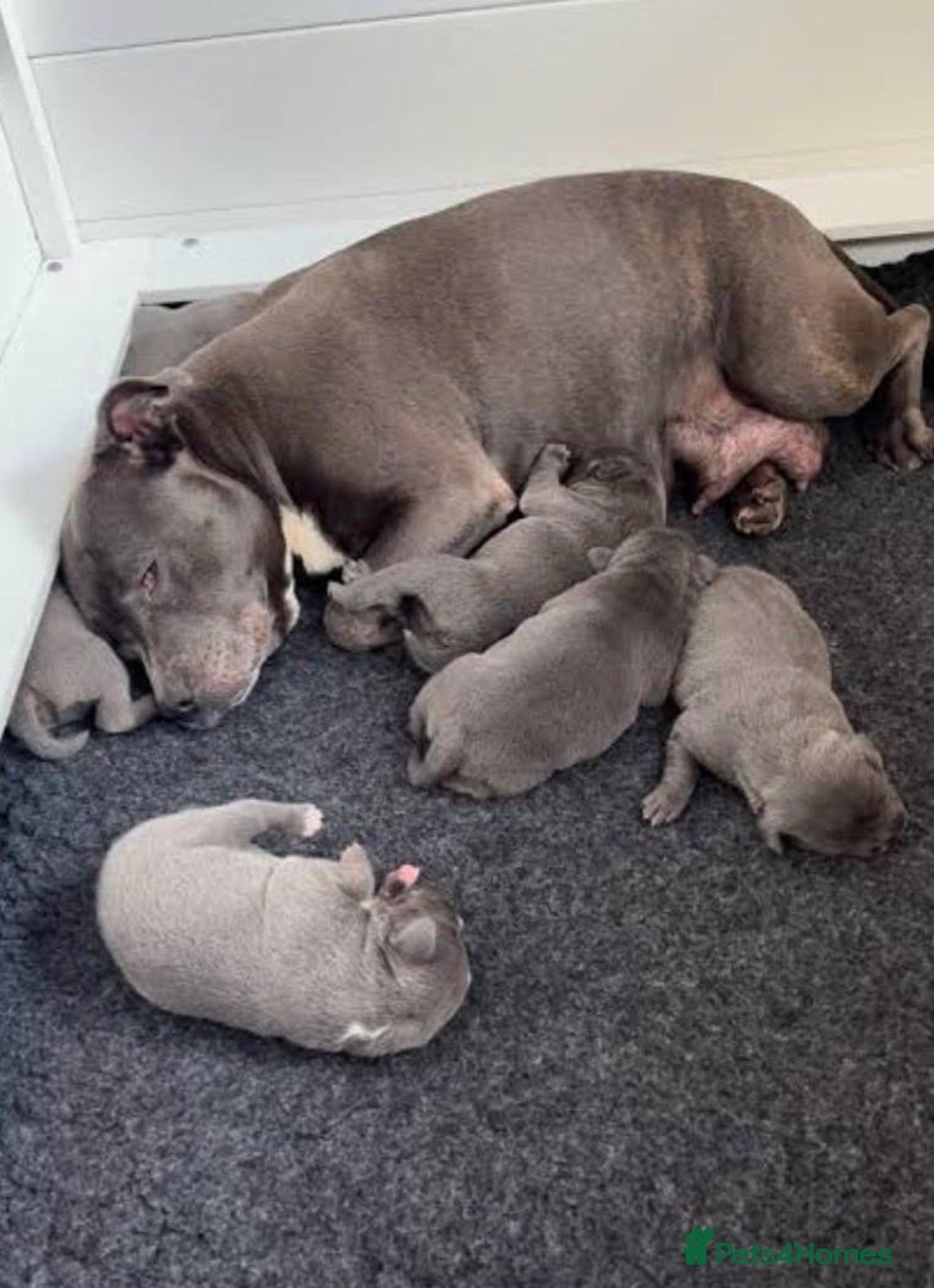 Staffordshire Bull Terrier dogs for sale: Outstanding pedigree blue staffy pups  - Advert 6
