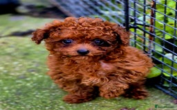 Toy Poodle dogs for stud: Amazing Red Asian Poodle FOR STUD ONLY - Image 5