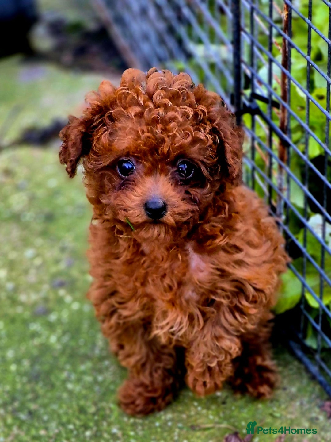Toy Poodle dogs for stud: Amazing Red Asian Poodle FOR STUD ONLY - Image 5