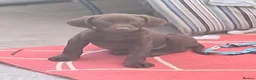 Labrador Retriever dogs for sale:  Fully vaccinated chocolate male lab pup ready now - Advert 27