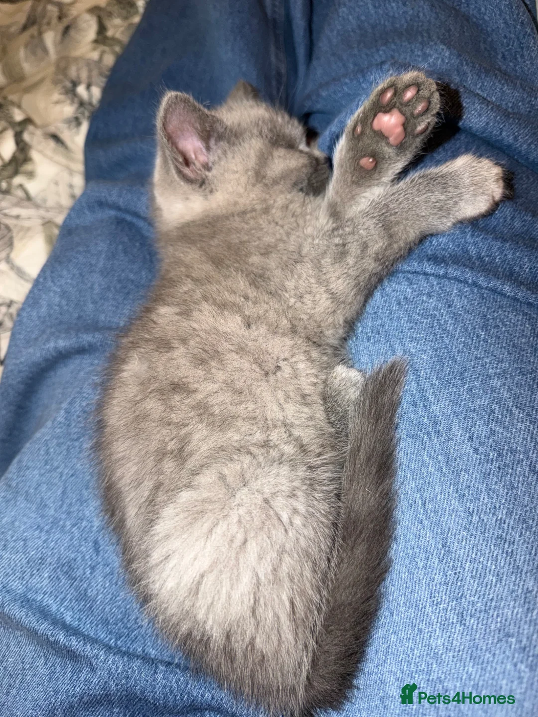 British Shorthair cats for sale: Grey British Shorthair kitten - Advert 4