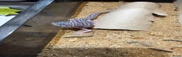 Leopard Gecko reptiles for sale: Leopard geckos - Advert 6
