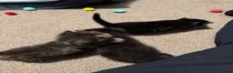 Mixed Breed cats for sale: 3 beautiful tabby kittens  - Advert 6