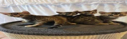 Bengal cats for sale: Stunning Bengal Kittens – Reservations Now Open🐆 - Advert 3