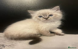 Ragdoll cats for sale: Last boy girl Hcm pkd so loving  playful cutie  - Image 27