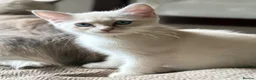 Mixed Breed cats for sale: Gorgeous Kittens *Ready Now* - Advert 7