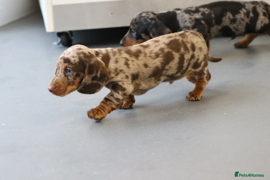 Miniature Dachshund dogs for sale: Beautiful Miniature Dachshund puppies for sale - Advert 10