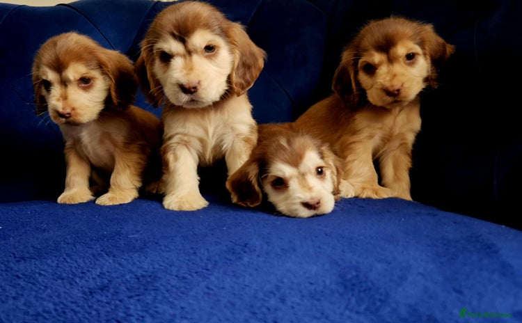 Cocker Spaniel dogs - Advert 4