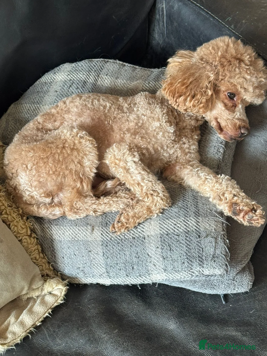 Toy Poodle dogs for sale: TOY POODLE MALE ADULT  - Advert 3