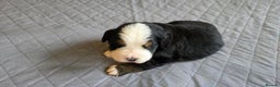 Bernese Mountain Dog dogs for sale: Bernese Mountain Dog Puppies  - Advert 4