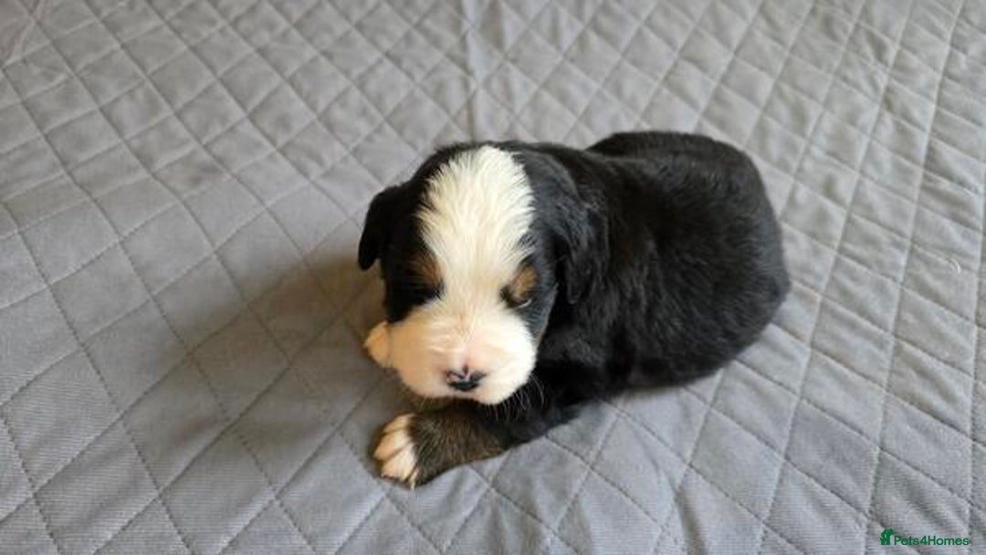 Bernese Mountain Dog dogs for sale: Bernese Mountain Dog Puppies  - Advert 4