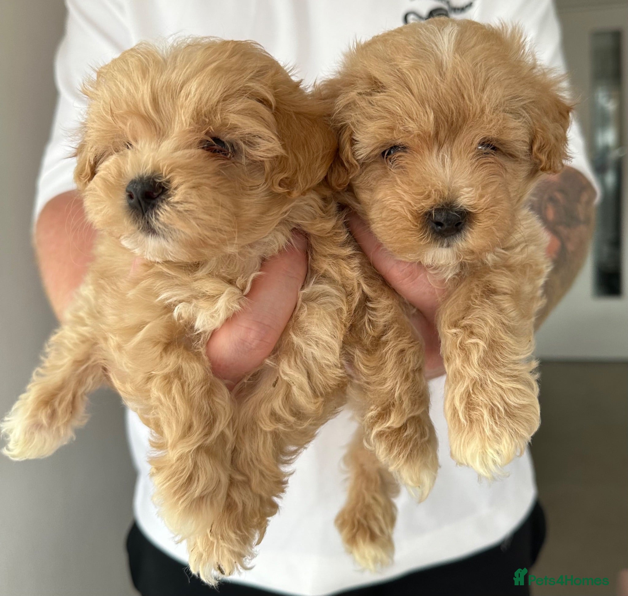 Maltipoo dogs Maltipoo puppies READY NOW ! - Advert 15
