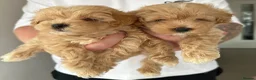 Maltipoo dogs for sale: Maltipoo puppies READY NOW ! - Advert 15