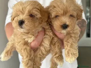 Maltipoo dogs Maltipoo puppies READY NOW ! - Advert 5