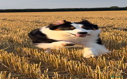 Australian Shepherd dogs for sale: Superbly Bred, Top Quality Pups - Image 15