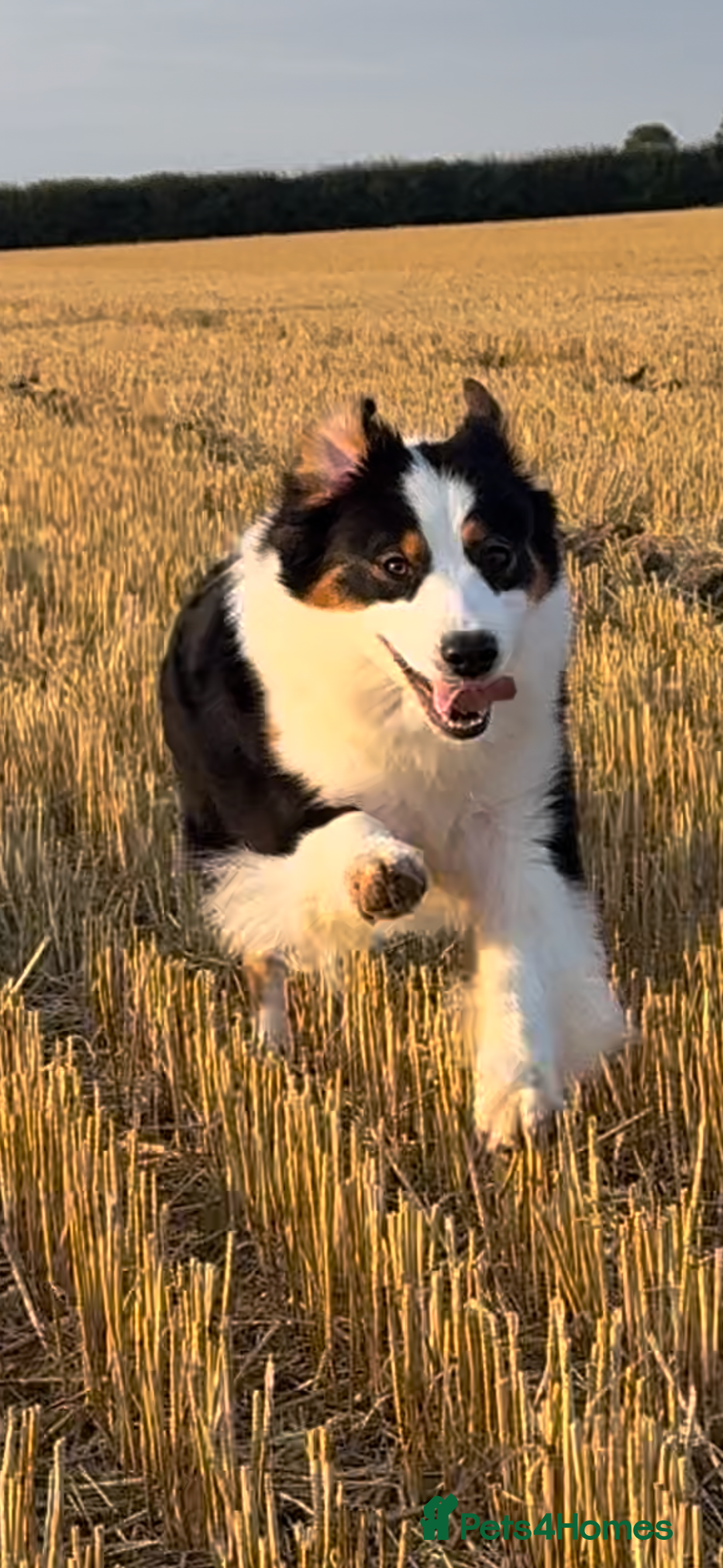 Australian Shepherd dogs for sale: Superbly Bred, Top Quality Pups - Image 15