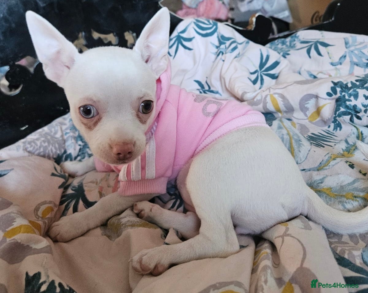 Chihuahua dogs Chihuahua puppies for sale - Advert 4