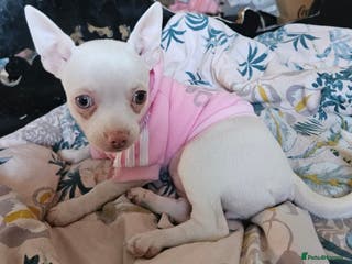 Chihuahua dogs Chihuahua puppies for sale - Advert 7