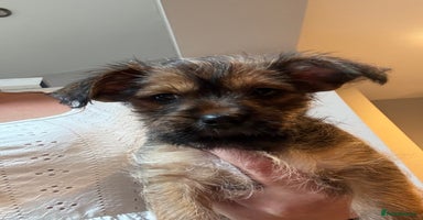 Chorkie dogs - Advert 1