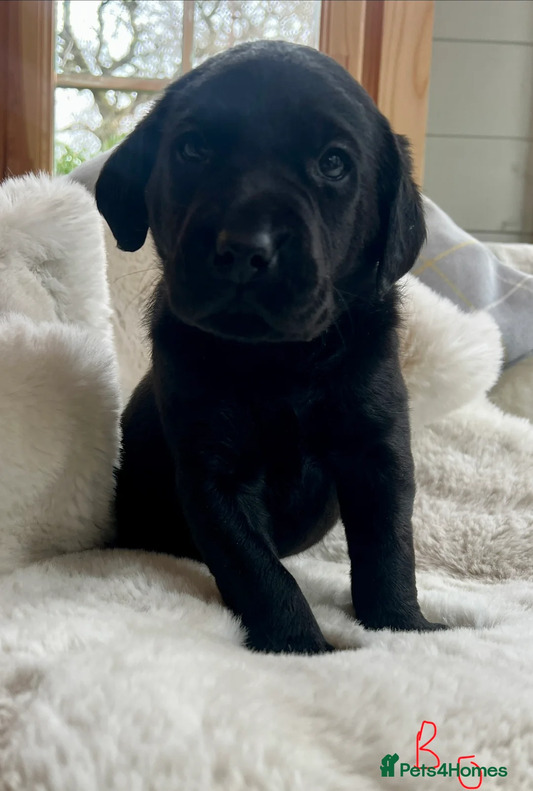 Labrador Retriever dogs for sale: KC black Labradors  - Advert 26