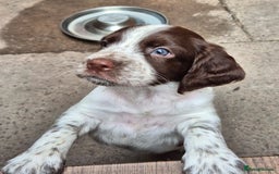 Sprocker dogs for sale: Sprocker F1  - Image 10