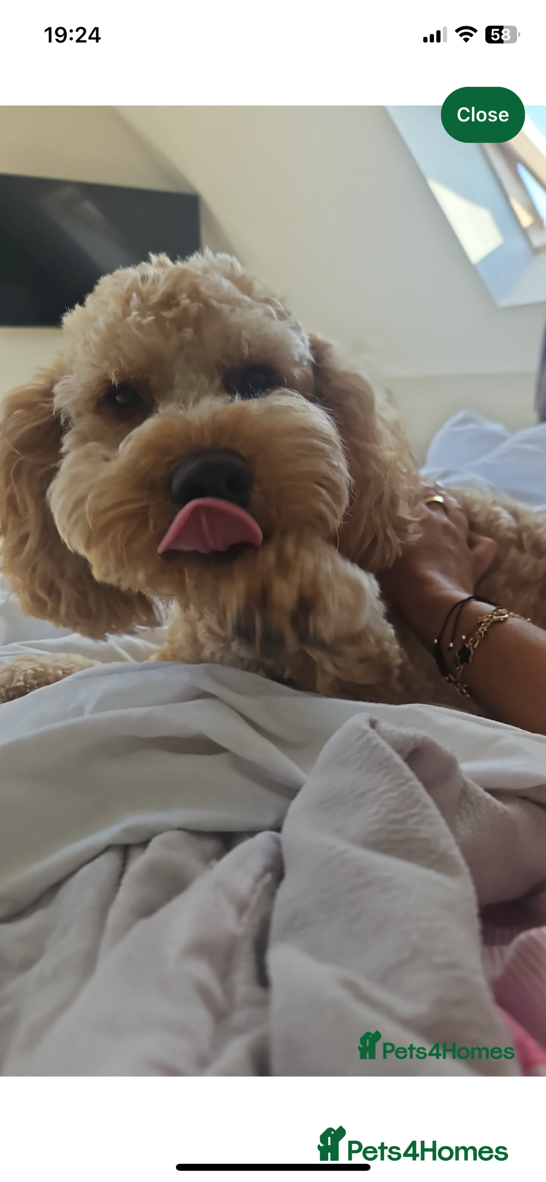 Cockapoo dogs for stud: Cockapoo for Stud  - Advert 6