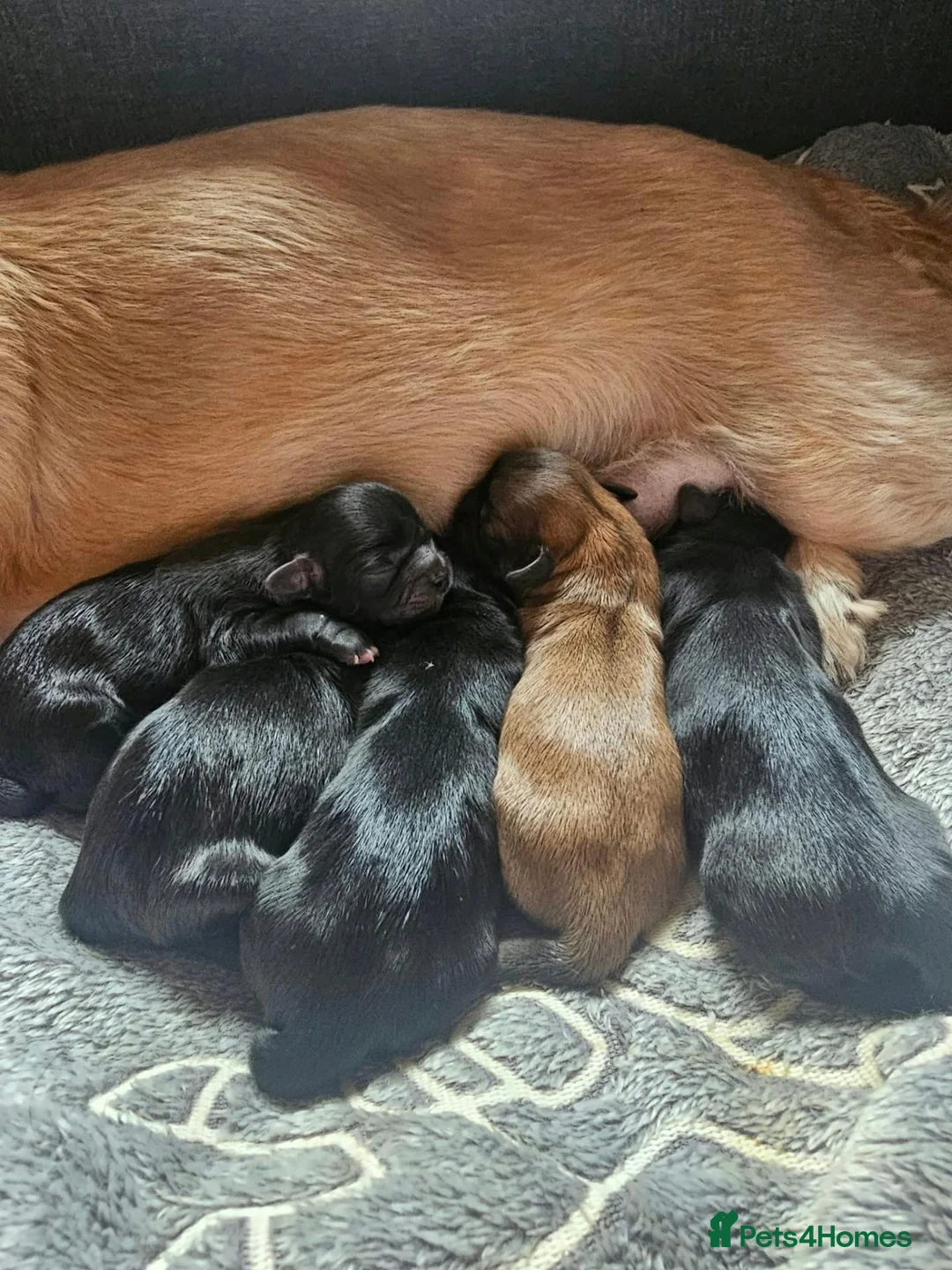 Shih Tzu dogs for sale: Shi tzu puppy's  - Advert 1