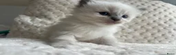 Ragdoll cats for sale: Ragdoll kittens ready September  - Advert 19