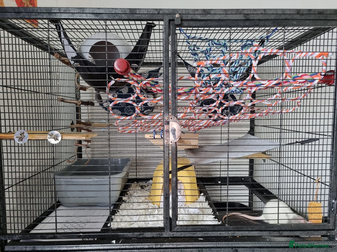 Rat rodents for sale: 4 young female rats with enclose for sale - Advert 12