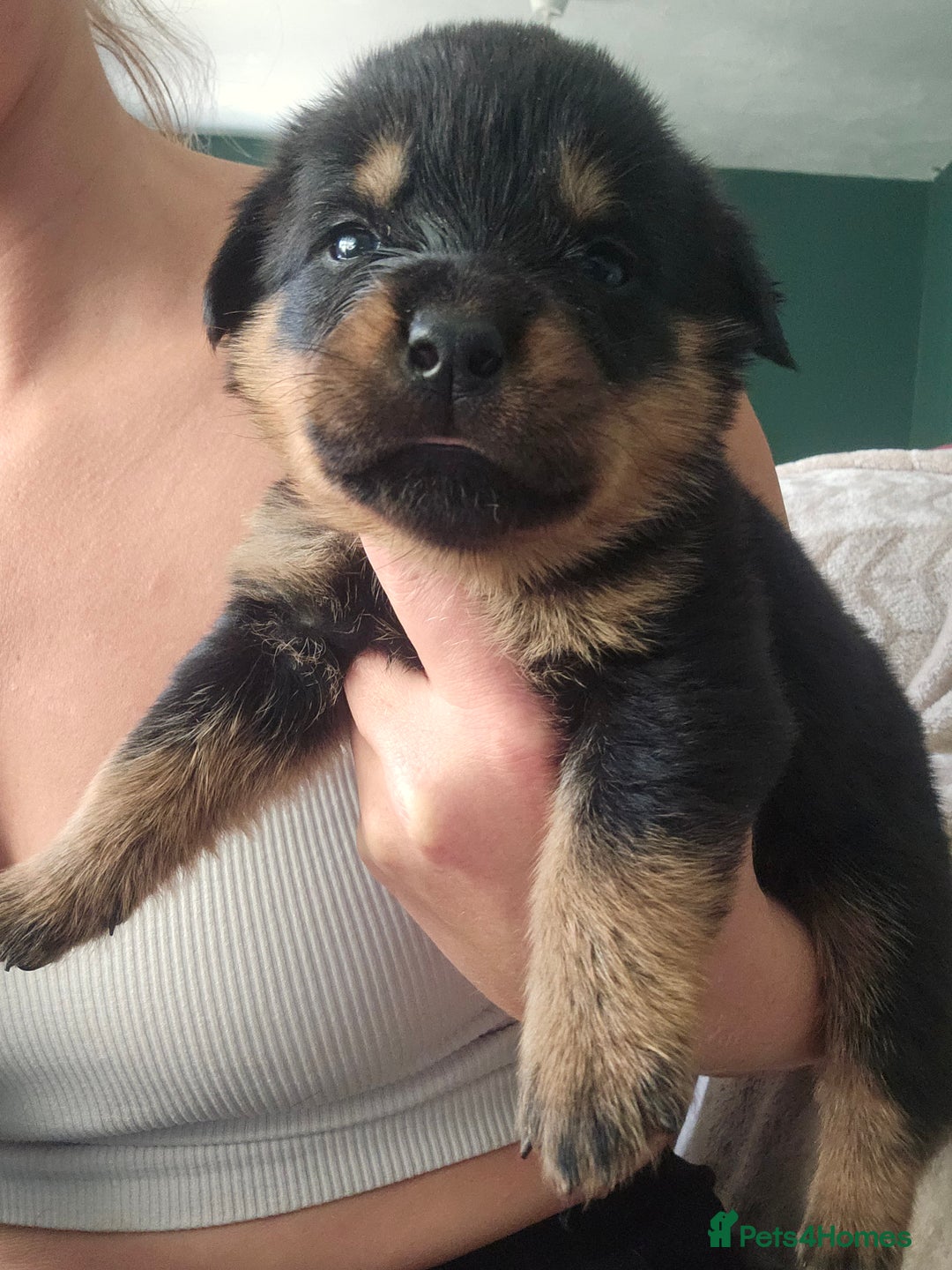 Rottweiler dogs for sale: 12 beautiful puppies  - Image 9