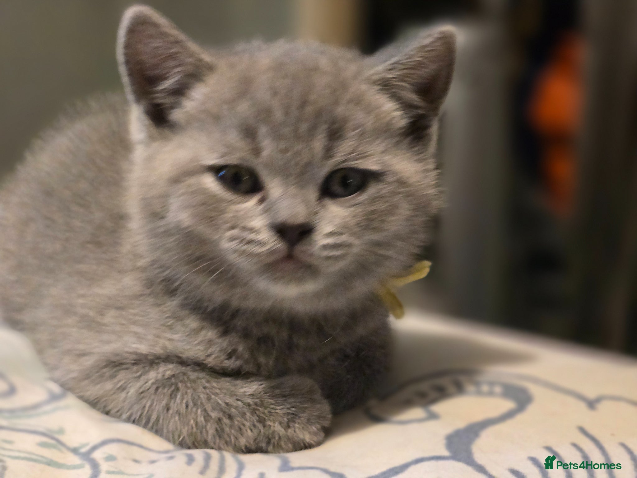 British Shorthair cats for sale: Beautiful British Shorthair kittens  - Advert 2
