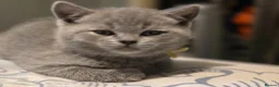 British Shorthair cats for sale: Beautiful British Shorthair kittens  - Advert 1