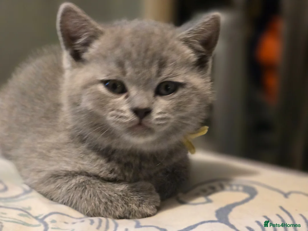 British Shorthair cats for sale: Beautiful British Shorthair kittens  - Advert 1